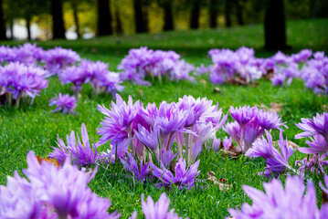 Obraz premium The field of lilac, purple crocus in soring in England, London