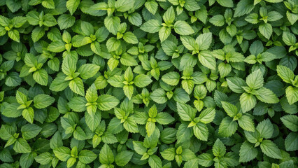 Fototapeta premium Lush green mint leaves in a dense, vibrant pattern.