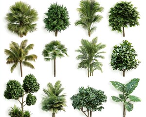 Fototapeta premium Lush green collection of diverse trees and plants, including palms, ferns, and ivy, isolated on white background, ultradetailed textures