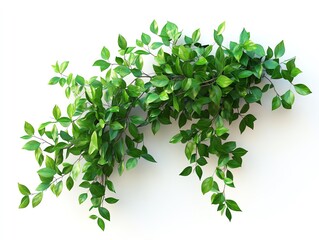 Fototapeta premium Mature tree branch covered in vibrant green leaves, extending against a stark isolated white background, ultrarealistic detail, highdefinition clarity
