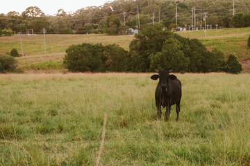 Cow in the field