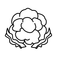 cauliflower vector icon
