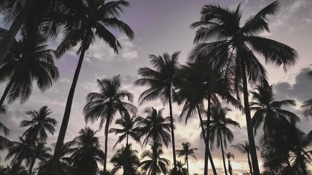 Banner Summer with colorful theme as palm trees background as texture frame background	