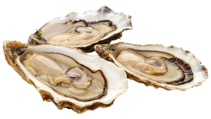 Three fresh oysters, rugged shell with intricate textures, natural ridges, and earthy tones isolated on white background. Suitable for marketing or business purposes. PNG file