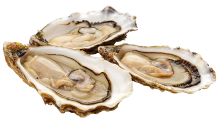 Three fresh oysters, rugged shell with intricate textures, natural ridges, and earthy tones isolated on white background. Suitable for marketing or business purposes. PNG file