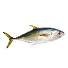 fresh tuna fish on white background