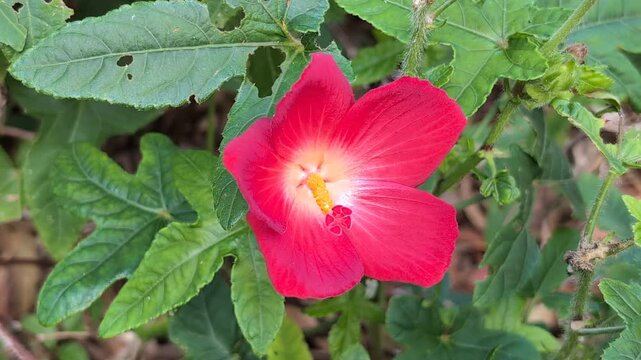 Red flower on a Native Rosella (Abelmoschus moschatus) plant in an Australian garden