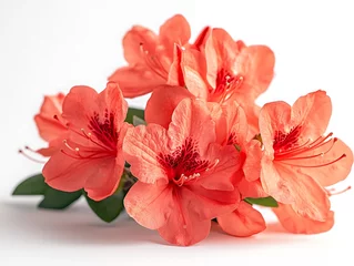 Fotobehang Red azalea flowers arranged in a bouquet, isolated on a white background. © Phiranchaya Thatham