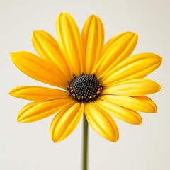 Isolated of a yellow daisy