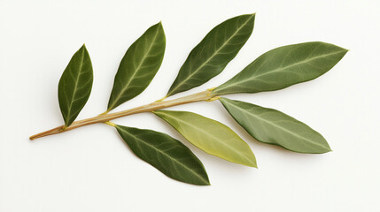 Obraz premium A sprig of bay leaves on a light background.