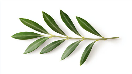 Fototapeta premium Green olive branch with elongated leaves on a white background.