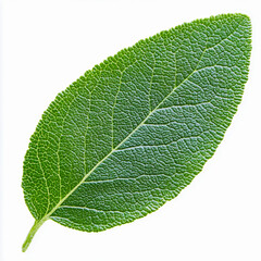 Obraz premium Realistic Fresh Sage Leaf Isolated Realistic Fresh Sage Leaf Isolated
