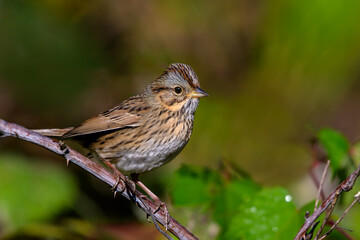 Lincoln's Sparrow