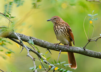 Brown Thrasher