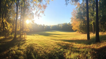 A panoramic view of a large field at the edge of a forest, the grass growing tall and wild, the sunlight filtering through the trees and casting long shadows on the ground, with the blue sky above