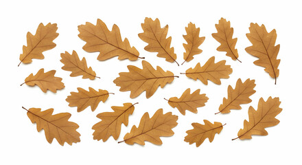 Arrangement of Brown Autumn Oak Leaves Isolated on White Background
