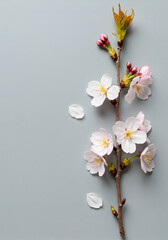 Fototapeta premium [Generative AI] flower, 벚꽃이 만개한 봄의 순간
