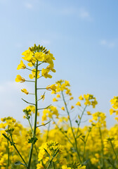 Obraz premium [Generative AI] flower, 유채꽃과 푸른 하늘이 어우러진 봄 풍경
