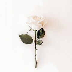 Obraz premium close up of white rose petals on white background, monochrome