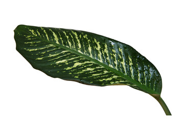 Dieffenbachia seguine, Dumb cane has beautiful pattern of green and white colors big leaves with water drops, in rainy season. Isolated on white background, PNG, transparent.