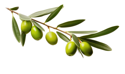 Olive branch with fresh olive on transparent background