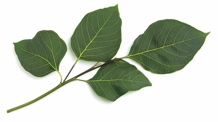 Detailed Green Leaf Branch With White Speckles Isolated Against White Background Close Up View
