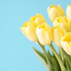 Fototapeta premium Bright Yellow Tulips Against a Soft Blue Background Bringing Joy and Freshness