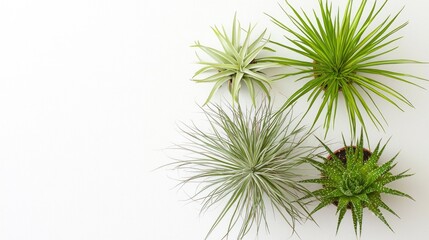 Air plants, succulents, white background, home decor, flat lay
