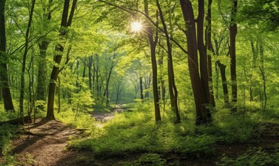 Obraz premium Sunlit forest path, spring leaves, nature tranquility, background peace, website banner