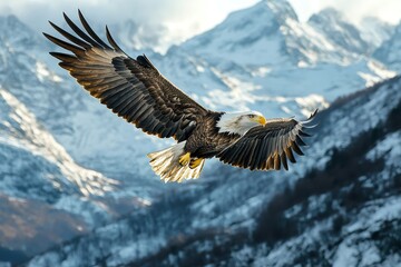 Fototapeta premium Majestic Bald Eagle soaring over snowy mountain range