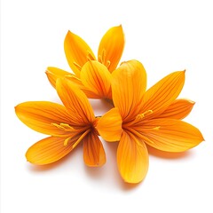 Obraz premium Purple crocus flower isolated on white background with copy space.