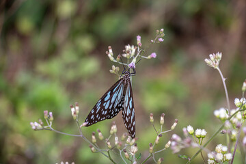 Plant specific flowers that attract more colorful butterflies
