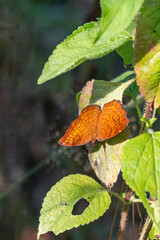 This is an orange butterfly. Butterfly wings are covered in tiny scales