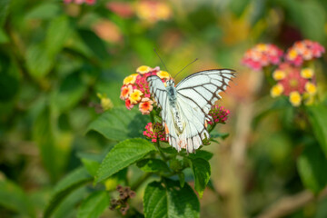 White butterfly on Lantana flower. Lantana bark has many colors