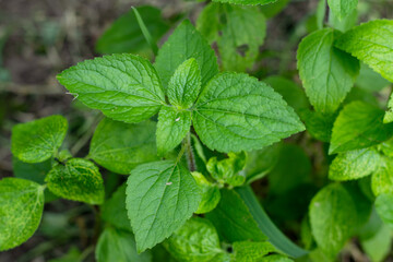 Ageratum conyzoides, known as Billygoat weed, Tropical Whiteweed