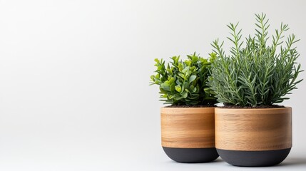 Unique modern farmhouse planters with original plants on solid white background