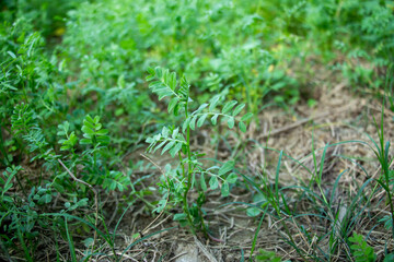 This is a lentil plant. Lentils are a nutritious food