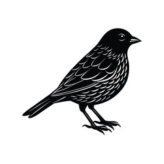 bird silhouette isolated on white background
