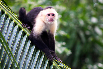 Naklejka premium Capuchin monkey on a branch