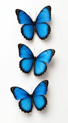 Fototapeta premium Trio of Azure Blue Butterflies in Delicate Flight Elegant Insect Art Beautiful Winged Wonders