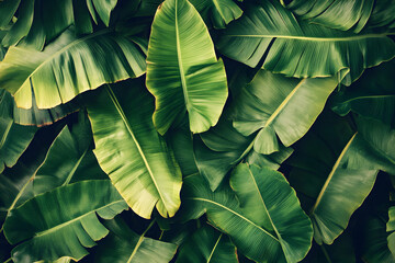 Obraz premium Lush green banana leaves, tropical foliage background, vibrant natural texture, exotic plant backdrop.