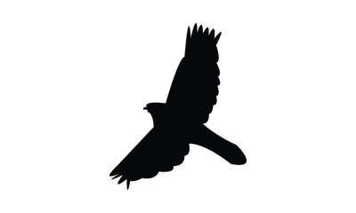 Flying African goshawk bird Silhouette Design  And Vector Illustration. 