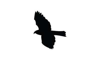 Flying African goshawk bird Silhouette Design  And Vector Illustration. 