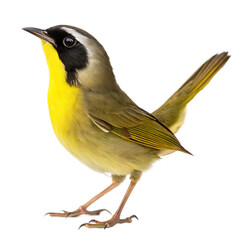 Common Yellowthroat AI Generated Image