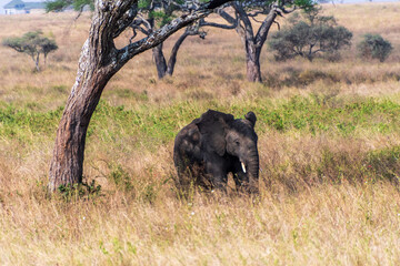 Telephoto of an African Elephant -Loxodonta Africana- grazing on the plains of the Serengeti, Tanzania