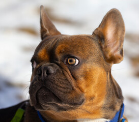 Attentive look of a French Bulldog puppy.
A decorative breed of small dog with strong short legs.
