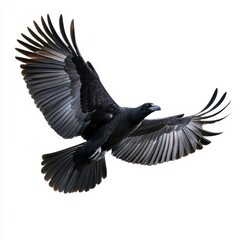Obraz premium Black Bird in Powerful Flight Against White Background
