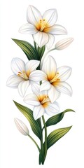 Elegant White Lilies with Green Leaves Illustration