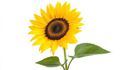 Obraz premium Vibrant Yellow Sunflower Close Up Isolated on White