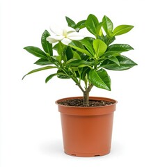 Fototapeta premium White Gardenia in Brown Pot Lush Green Leaves, Isolated on White